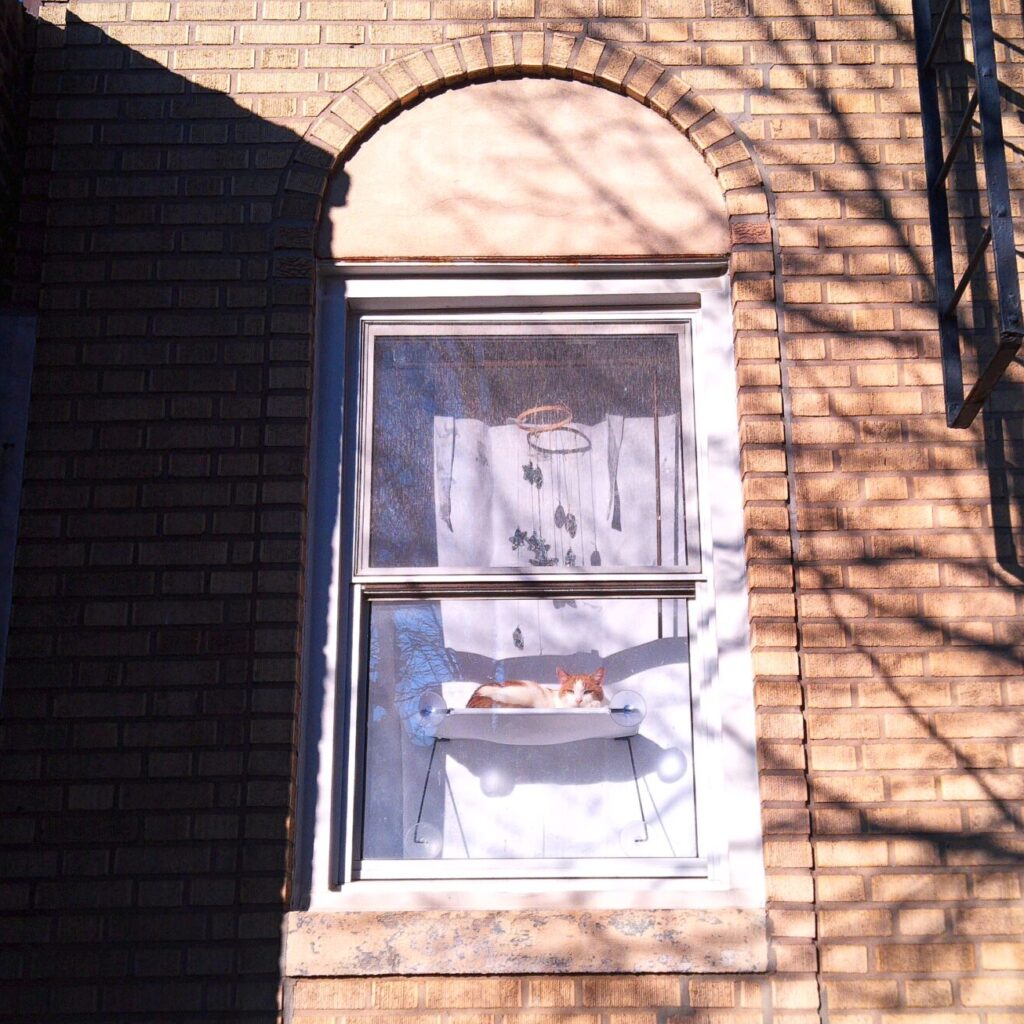 cat in a hammock in a window